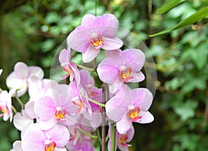 Pink purple Orchid