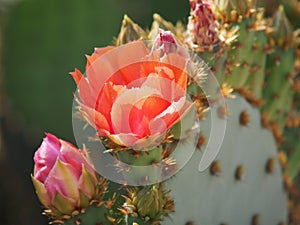 Pink and Purple Petals Of the Prickly Pear Cactus Flower