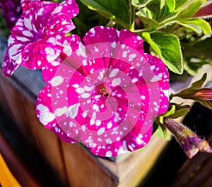 Pink purple Petunia Atkinsiana with White dots and spots close up