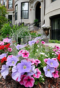 Pink and purple petunias in elegant urban garden