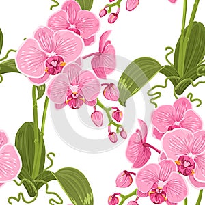 Pink purple phalaenopsis orchid flowers pattern