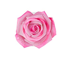 Pink or purple rose flowers patterns with water drop over petal top view isolated on white background and clipping path