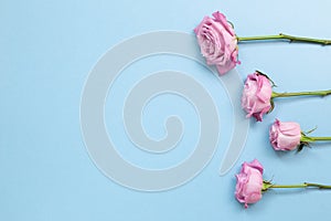 Pink purple rose flowers on sky blue background