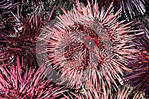 Pink and purple sea urchins.