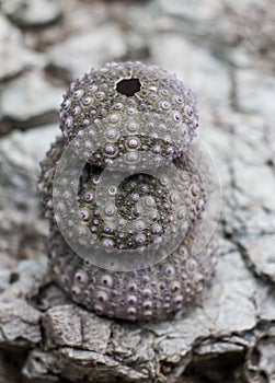 Pink purple sea urchins stacked on rocks