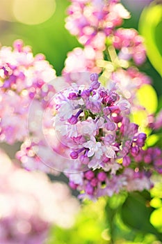 Pink and purple small flowers of an lilac tree
