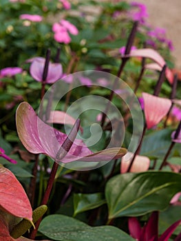 Pink and purple spadix flowers