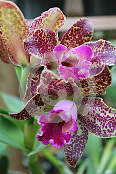 Pink Purple Speckled Orchid Blooms