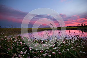 Pink and purple sunset above blooming clover and pond