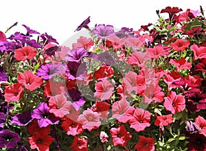 Pink and purple surfinia with isolated bright blooms