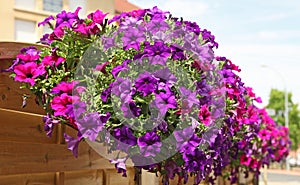 Pink and purple surfinia with isolated bright blooms