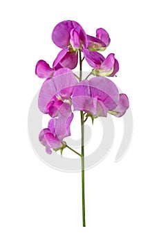 Pink and purple sweet pea flower, Lathyrus Odoratus, isolated on white background