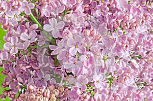 Pink, purple, Syringa vulgaris (lilac or common lilac), family O