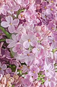 Pink, purple, Syringa vulgaris (lilac or common lilac), family O