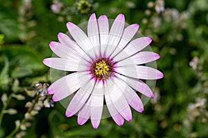 Pink purple tinged white leaves of the African Daisy Osteospermum jucundum