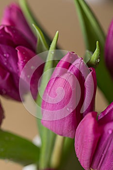 Pink and purple tulip flower bouquet close up still on a grey background