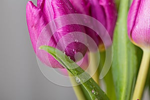 Pink and purple tulip flower bouquet close up still on a grey background