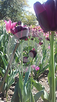 Pink and purple tulipan photo