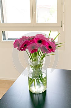 Pink, purple, violette, red Gerbera flower with petals