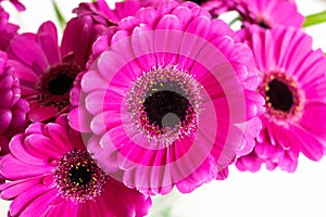 Pink, purple, violette, red Gerbera flower with petals photo