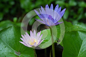 Pink and Purple water lily with green leaves in the pond