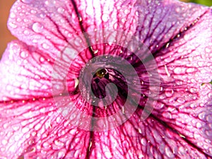 Pink, purple, white flowers of Convolvulus arvensis or wild bindweed