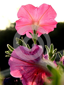 Pink, purple, white flowers of Convolvulus arvensis or wild bindweed