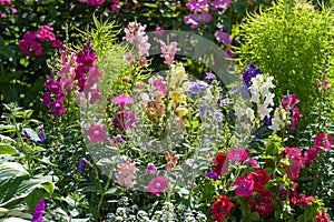 Pink, purple, white and red mixed cheerful and scented  flower border with colorful mix of Antirrhinum Maju  and mix of Petunia fl