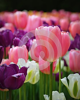 Tulips photo