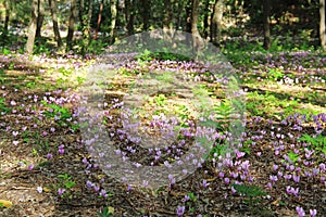 Pink purple wild cyclamen growing in Croatia