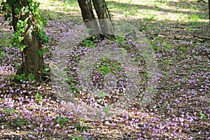 Pink purple wild cyclamen growing in Croatia