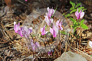 Pink purple wild cyclamen growing in Croatia