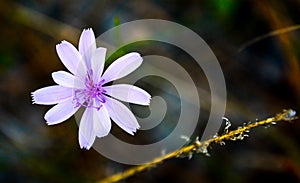 Pink and Purple wild flower