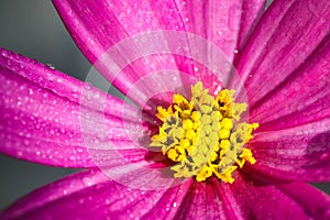 Pink purple wild flower â€œWild Cosmosâ€ Cosmos bipinnatus, covered by water droplets after rain, blooming during Spring Summer