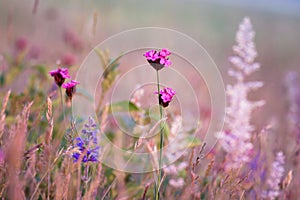 Pink and purple wildflowers photo