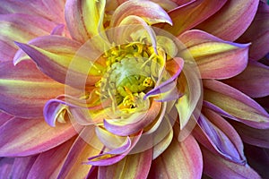 Pink, purple and yellow Dahlia