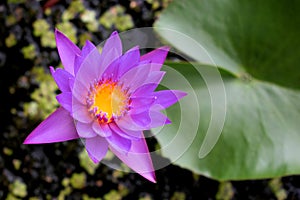 Pink, purple, and yellow Gaysorn flowers are blooming in a lotus basin with beautiful natural green lotus leaves.