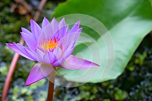 Pink, purple, and yellow Gaysorn flowers are blooming in a lotus basin with beautiful natural green lotus leaves.