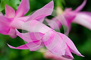 Pink Purple Zygo - Zygocactus Close-up