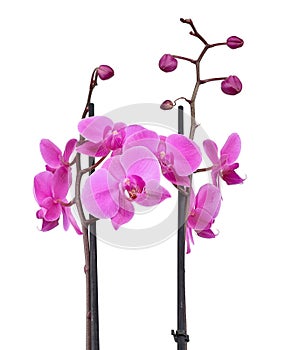 Pink purplish orchid on white background.