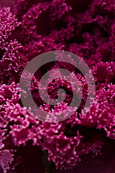 Pink and purplr Flowers Blooming photo