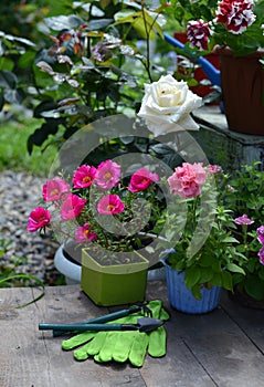 Pink purslane flower, white rose and petuni in pots with working gloves and tools