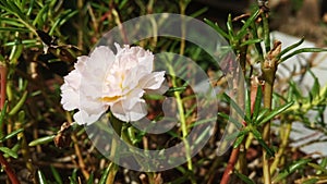 Pink purslane flowers in the afternoon