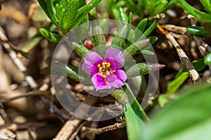 Pink purslane a.k.a. kiss-me-quick Portulaca pilosa - Pine Island Ridge, Davie, Florida, USA