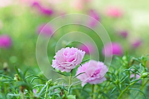 Pink Pusley flower