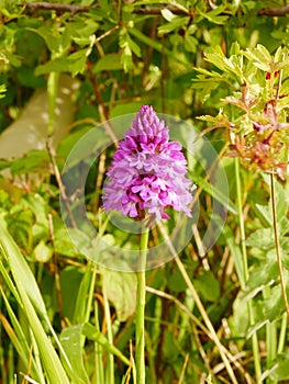 Pink Pyramidal Orchid Flower