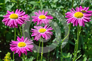 The pink Pyrethrum in bloom in the garden