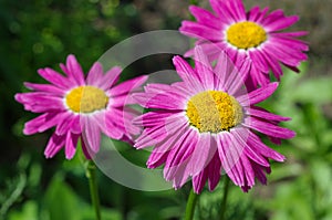 The pink Pyrethrum close-up