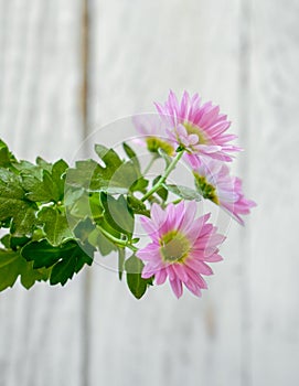 Pink Pyrethrum daisy Flower Background