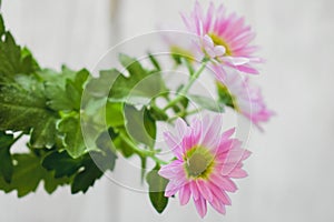 Pink Pyrethrum daisy Flower Background